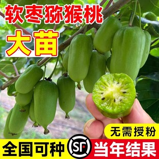 软枣猕猴桃果苗四季盆栽阳台庭院南方种植带土树苗当年结果