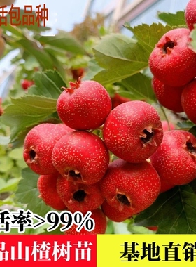 山楂树活苗大金星大五棱山楂苗