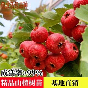 山楂树活苗大金星大五棱山楂苗甜红子黄山楂嫁接歪把山里红活树苗