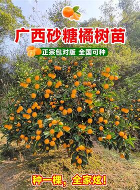 广西沙糖桔子树苗金秋砂糖橘