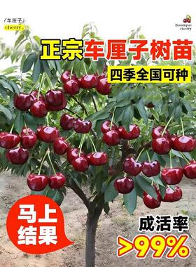 樱桃树苗庭院果树矮化樱桃树