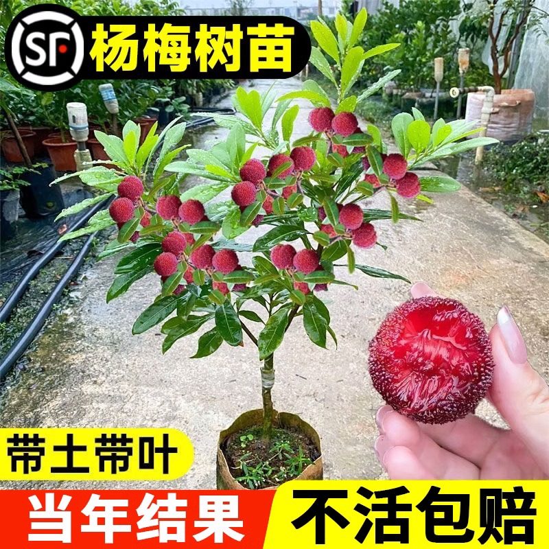 【东魁杨梅树】嫁接东魁杨梅树