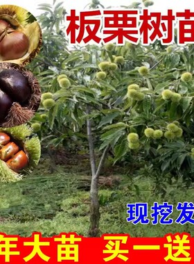板栗苗树嫁接地栽大红袍板栗树苗