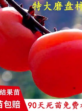 磨盘火晶柿子水果树苗脆甜柿子苗