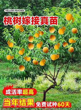 早熟水蜜桃树苗嫁接黄桃树苗