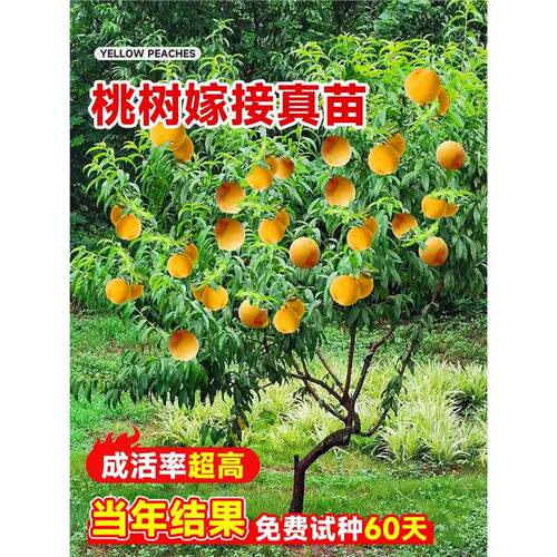 早熟水蜜桃树苗嫁接黄桃树苗