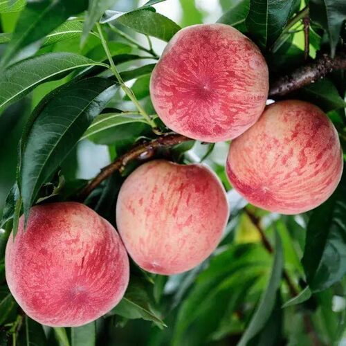 早熟水蜜桃树苗嫁接黄桃树