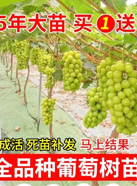 葡萄树苗庭院爬藤葡萄树苗
