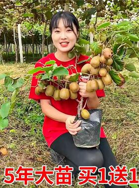 猕猴桃树果苗南北方种植
