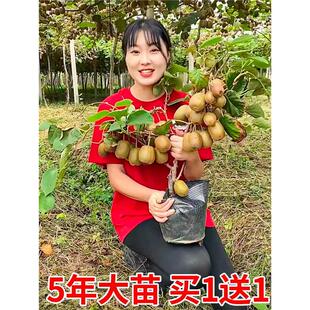猕猴桃树果苗南北方种植奇异果苗红心黄心软枣猕猴桃树苗当年结果