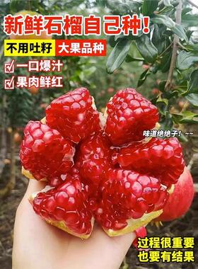 石榴树树苗突尼斯软籽石榴苗