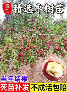 新疆和田大枣树苗特大枣树苗