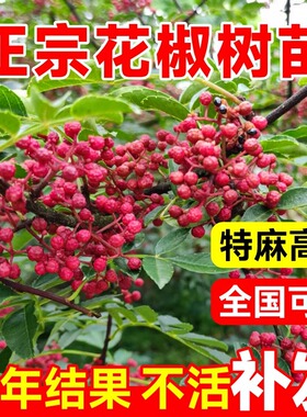 四川汉源藤椒树苗青花椒椒