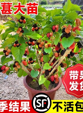 桑葚树苗南北方种植大叶桑树苗