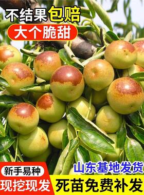 枣树活苗果树南方北方种植带土球