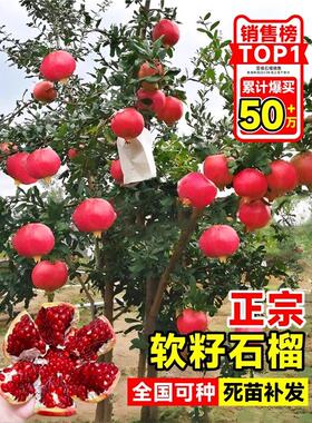 石榴树苗番石突尼斯软籽无子