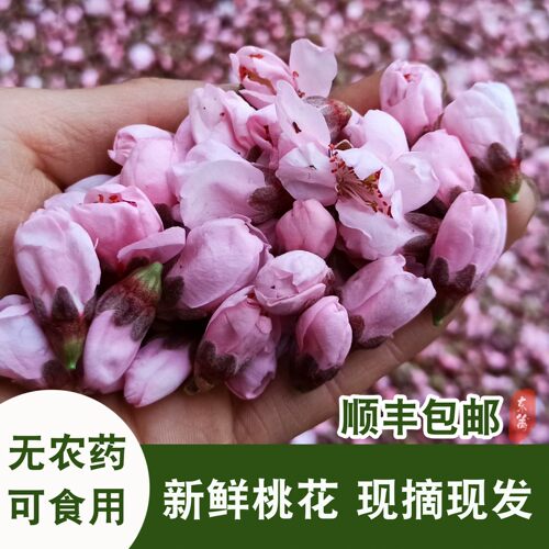 新鲜桃花花苞泡酒酿酒食用花茶