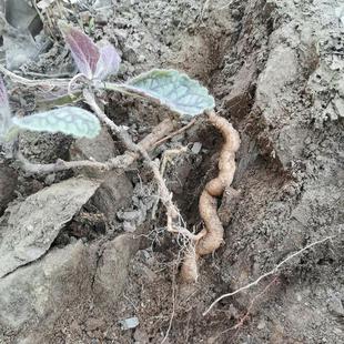 新鲜地黄根正品野生鲜生地黄正宗细长地黄地髓中药材地黄饮子