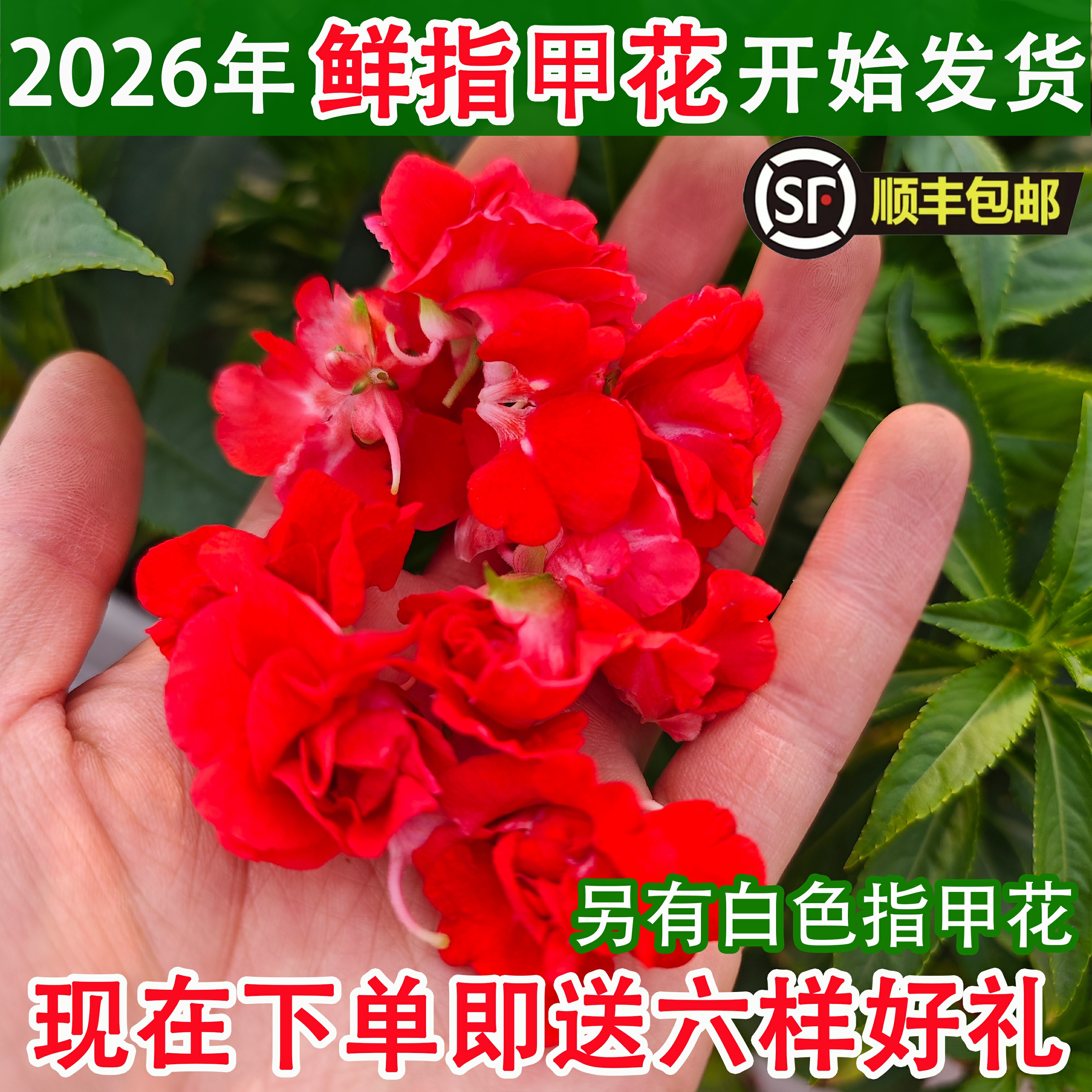 染指甲新鲜指甲花凤仙花鲜花瓣
