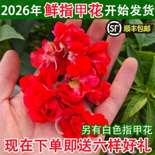 新鲜指甲草花红白色凤仙花鲜花瓣染指甲泡醋灰甲泡酒美甲染发种子