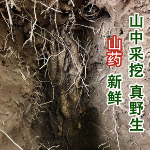 纯野生山药新鲜河南正宗新鲜怀山药野生多年深山煲汤养脾胃中药材