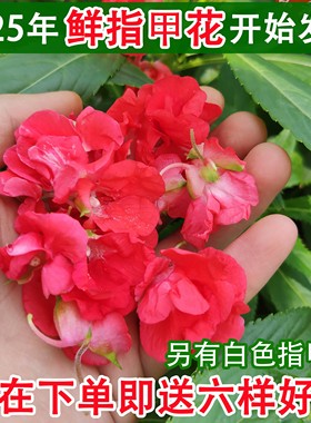 新鲜凤仙花鲜花瓣染指甲花花朵染头发小桃红现摘现发天然花粉泡醋