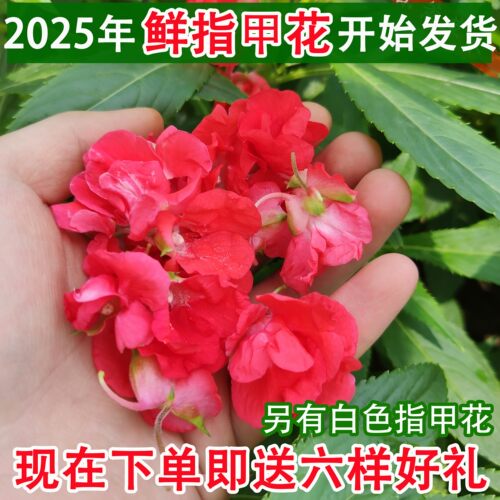 凤仙花鲜花染指甲染头发现摘现发
