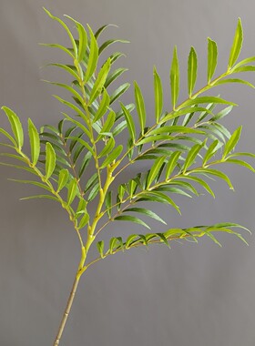跨境货源仿真棕榈叶摄影塑料树枝道具婚礼景观摆件仿真植物天竺葵