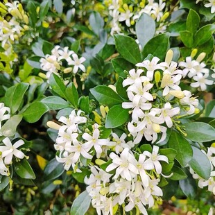 九里香种子芸香万里香过山香花圃花种籽孑盆栽花香浓郁盆景千里香