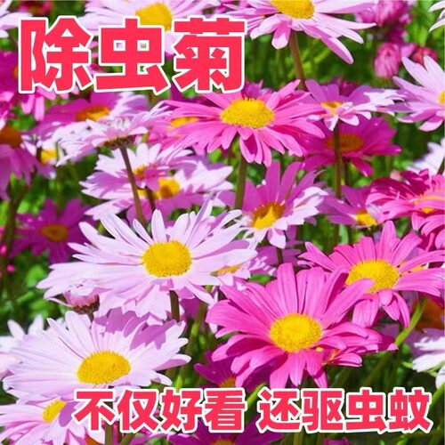 除虫菊花种籽子庭院驱蚊草花卉驱虫菊花种子大全室外四季播种开花