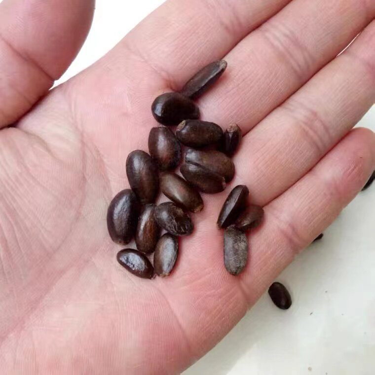 南方热带水果释迦种子 番荔枝种子 赖球果佛头果阳台庭院果树种子图片