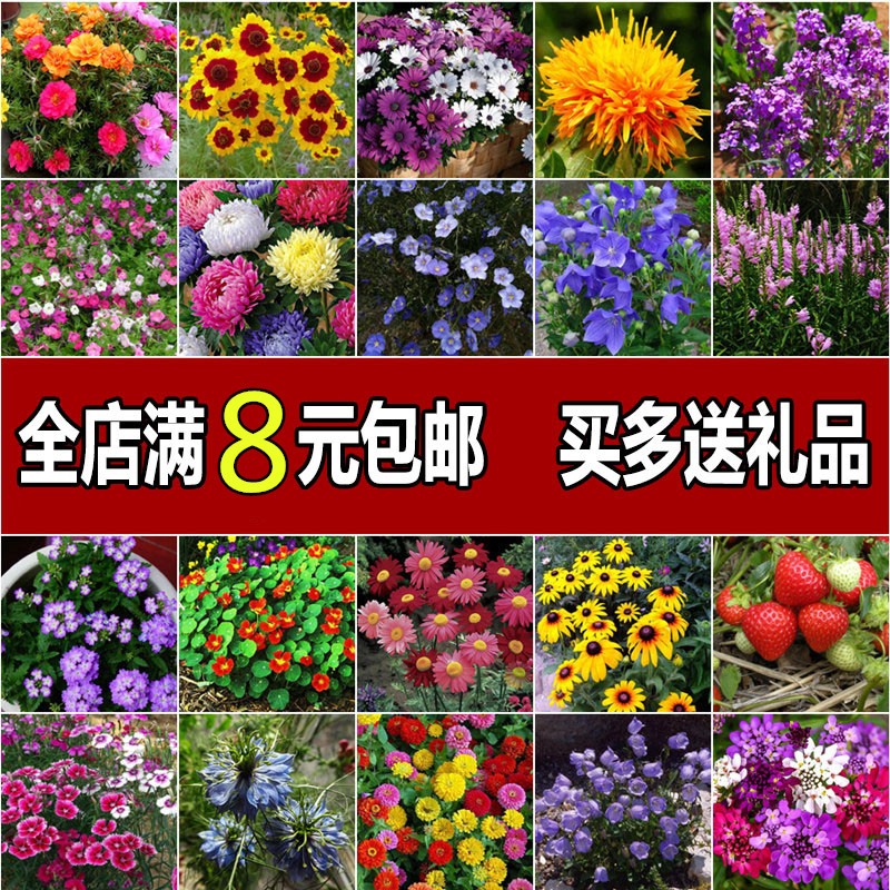 满天星花种籽子包发芽四季开花图片