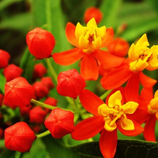 马利筋种子 金凤花尖尾凤莲生桂子花芳草花籽种子 庭院花卉种籽
