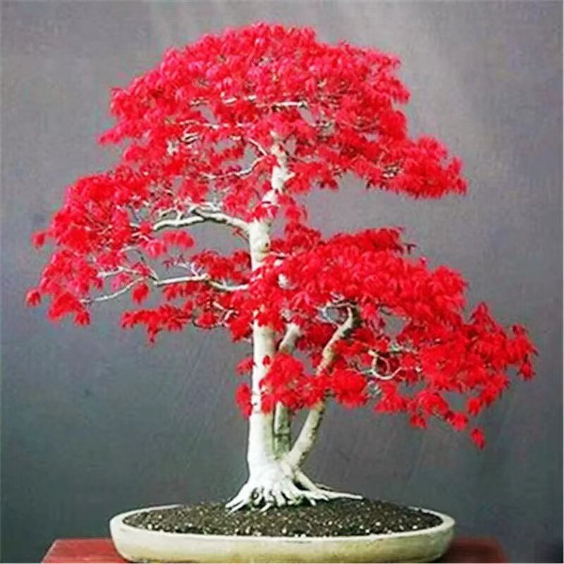 进口红枫种子绿植盆景室内外盆栽四季易种庭院观叶植物花树种子
