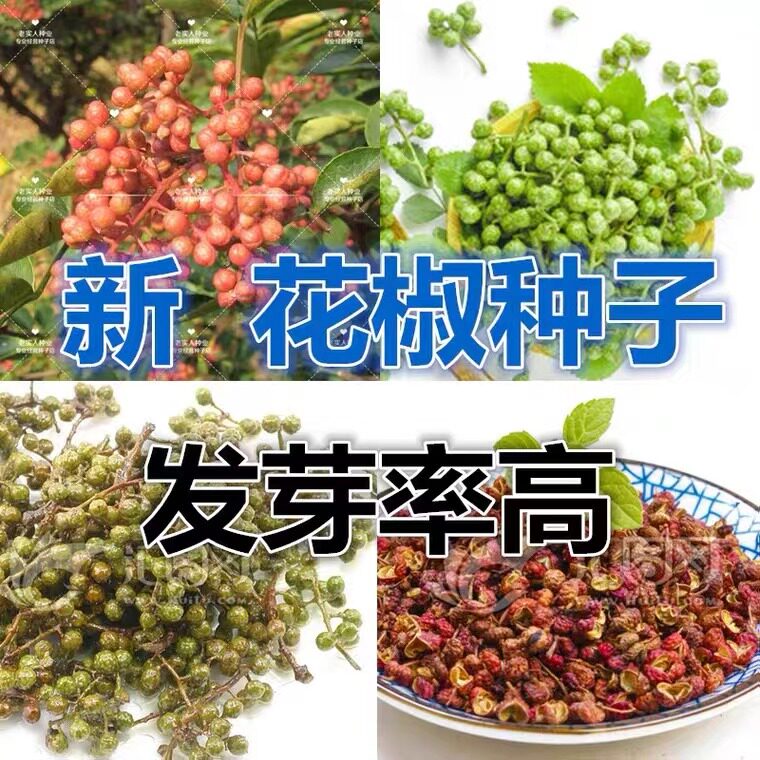 四川花椒树种子 正宗大红袍花椒种子 韩城 九叶青花椒 无刺花椒籽图片