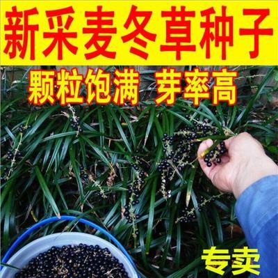 新采麦冬草种子玉龙草种子金边麦冬草日本矮麦冬草籽绿化草坪种子图片
