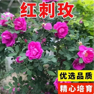 红刺玫种子玫瑰花种籽子孑观赏开花当年新采种大花藤本黄刺玫种籽