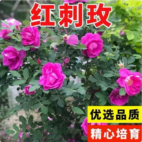 红刺玫种子玫瑰花种籽子孑观赏开花当年新采种大花藤本黄刺玫种籽