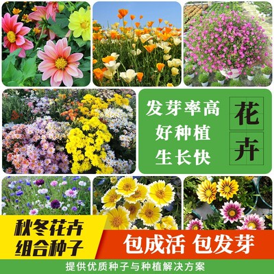 秋冬耐寒花种子大全四季易种花籽