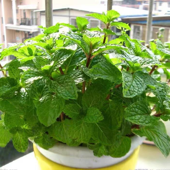 可食用薄荷种籽子室内室外盆栽留兰香柠檬猫薄荷四季播种苗花种子