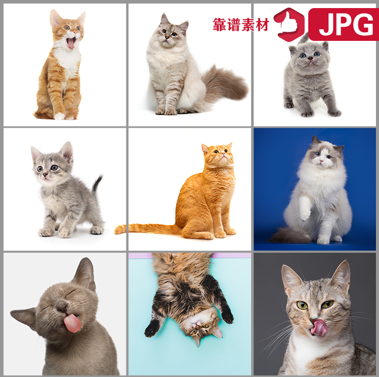 宠物猫咪造型小猫高清摄影图片JPG设计素材