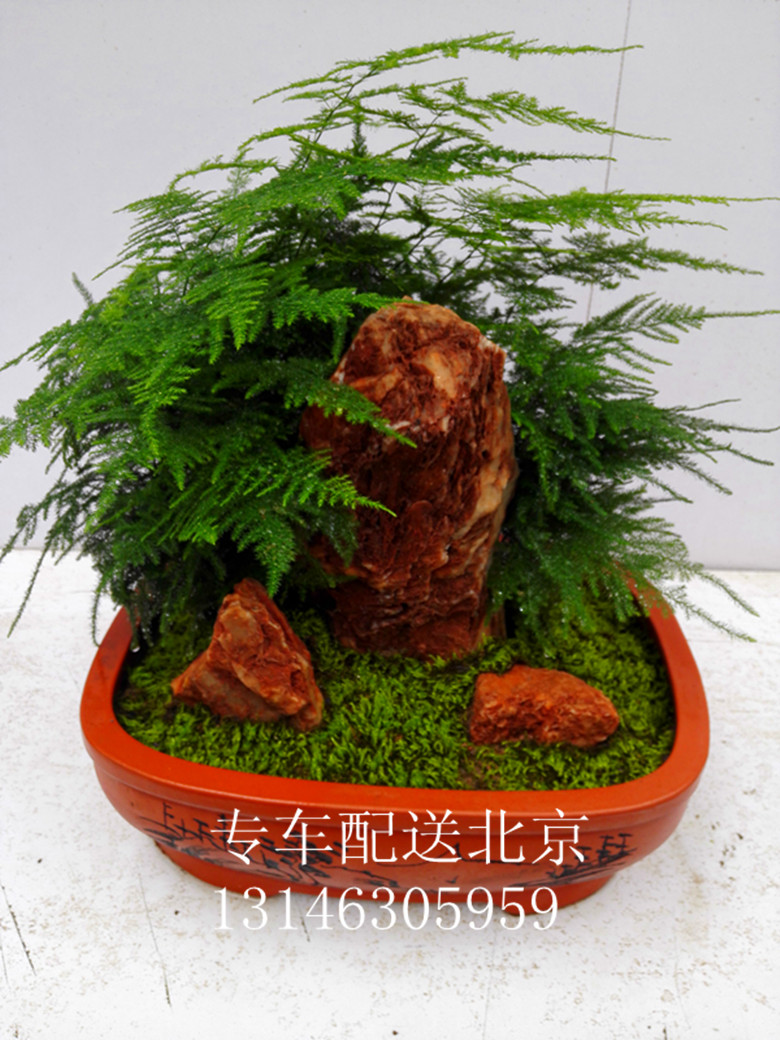 文竹大盆景花盆假山盆栽办公室内摆件创意桌面造型