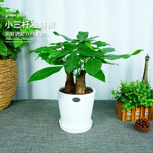 办公室发财树绿植盆栽植物花卉