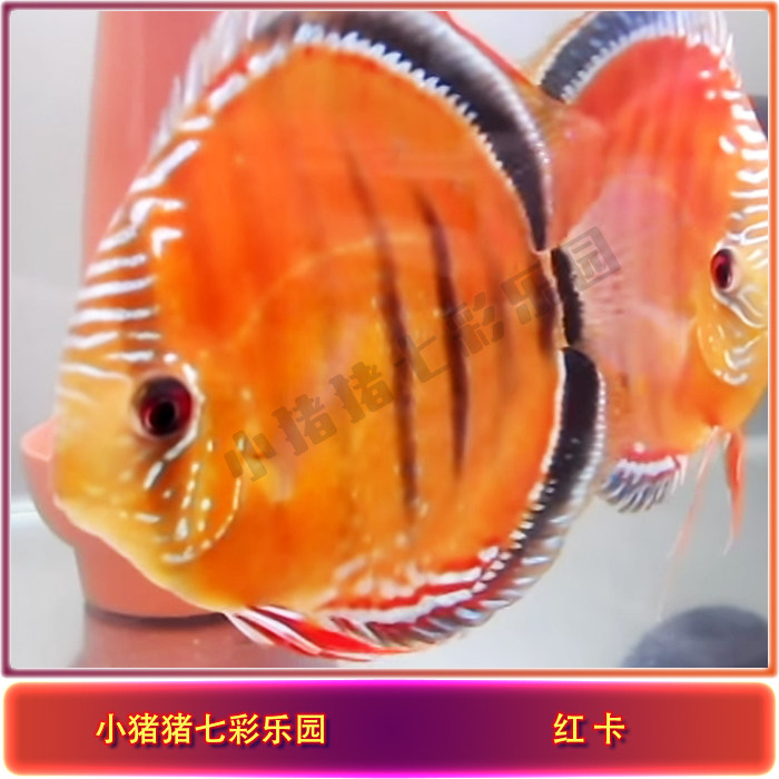 小猪猪七彩乐园鱼苗2-8厘米神仙