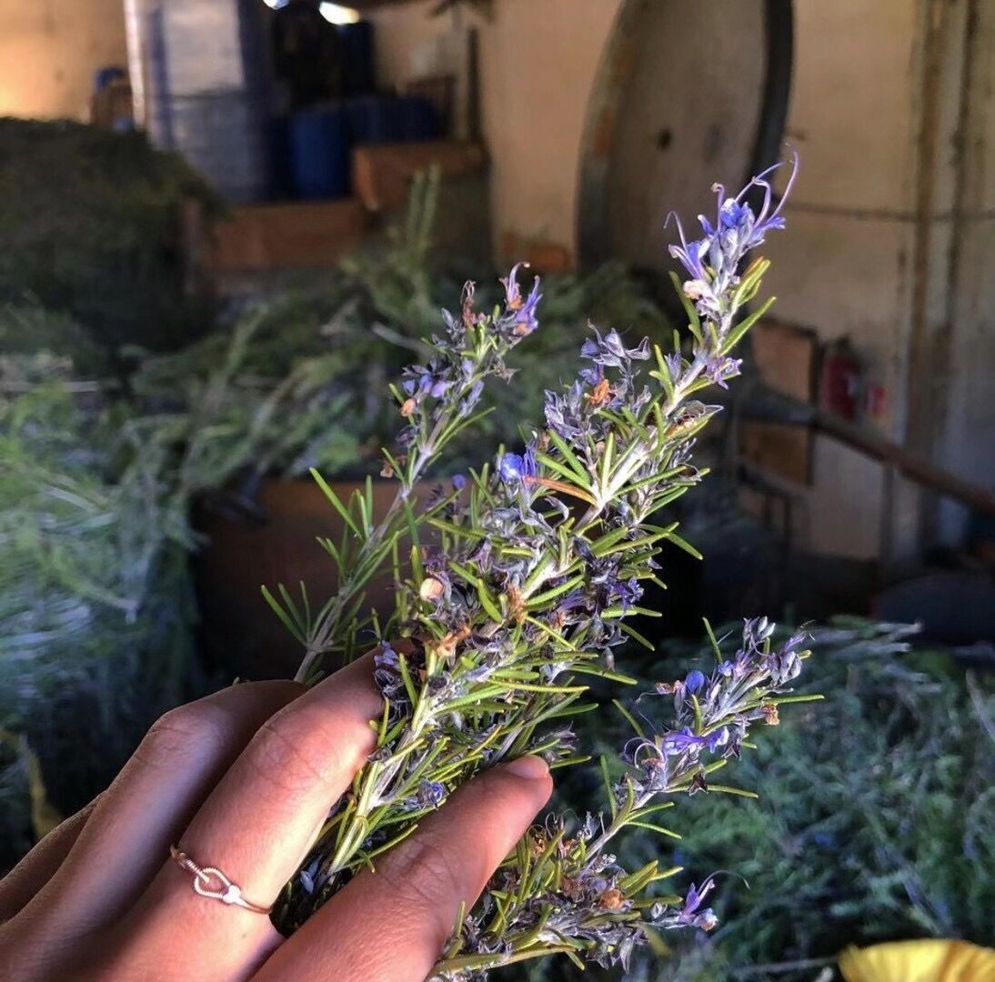 马鞭草迷迭香纯露粉刺毛孔粗大
