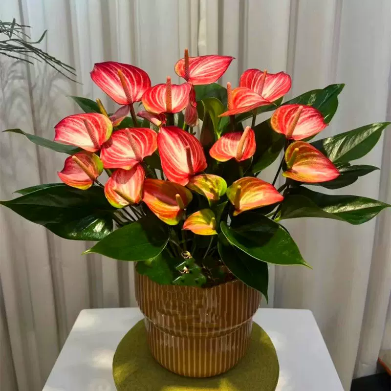 【利维姆彩掌】梦幻彩掌红掌粉掌盆栽带花大叶客厅水培绿植花卉,鲜花速递/花卉仿真/绿植园艺,红掌/凤梨/温室花卉,淘宝优惠券,粉丝福利购,淘宝优惠卷