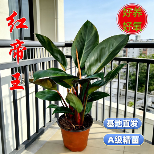 大叶红钻红帝王蔓绿绒金钻铂金钻粉钻盆栽好养桌面办公室室内绿植