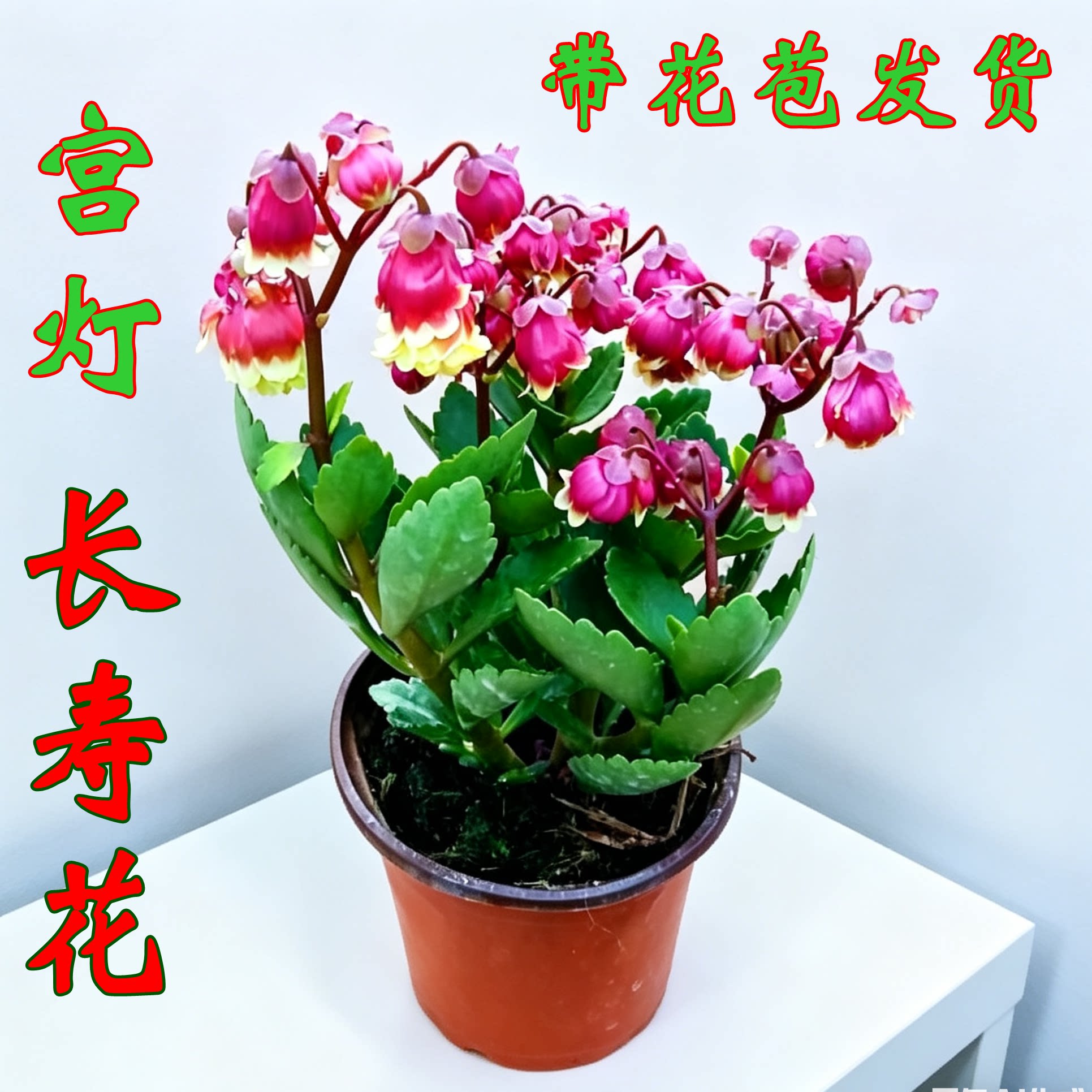 稀有宫灯长寿花盆栽倒挂金钟大苗大花重瓣四季开花室内外年宵花卉