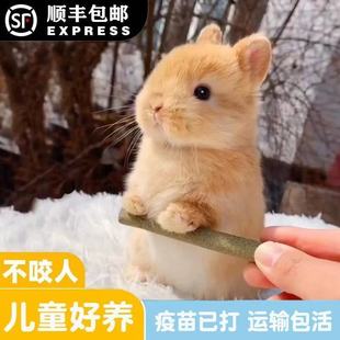 小兔子活物侏儒兔长不大迷你小型公主荷兰垂耳兔茶杯兔家养宠物兔