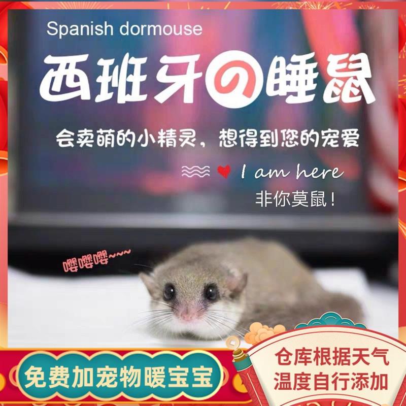 全款价西班牙睡鼠幼崽宠物活体拇指睡鼠活体宠物睡鼠学生饲养小宠